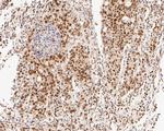 NuMA Antibody in Immunohistochemistry (Paraffin) (IHC (P))