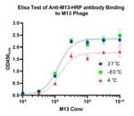 M13 phage coat protein Antibody in ELISA (ELISA)