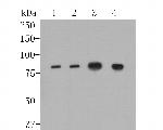 ApoER2 Antibody in Western Blot (WB)