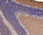 CEND1 Antibody in Immunohistochemistry (Paraffin) (IHC (P))