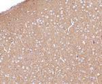 CEND1 Antibody in Immunohistochemistry (Paraffin) (IHC (P))