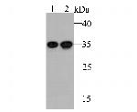 PSMD14 Antibody in Western Blot (WB)