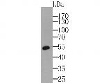 PRKAR2A Antibody in Western Blot (WB)