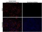 CD16 Antibody in Immunohistochemistry (Paraffin) (IHC (P))