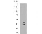 CD16 Antibody in Western Blot (WB)