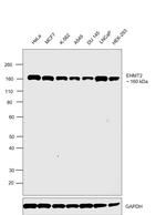 EHMT2 Antibody in Western Blot (WB)