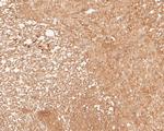 Tropomodulin 2 Antibody in Immunohistochemistry (Paraffin) (IHC (P))