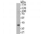 Tropomodulin 2 Antibody in Western Blot (WB)