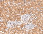 KIFAP3 Antibody in Immunohistochemistry (Paraffin) (IHC (P))