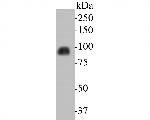 KIFAP3 Antibody in Western Blot (WB)