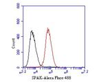 SPAK Antibody in Flow Cytometry (Flow)