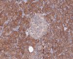 SPAK Antibody in Immunohistochemistry (Paraffin) (IHC (P))