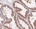 SPAK Antibody in Immunohistochemistry (Paraffin) (IHC (P))