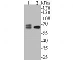 SPAK Antibody in Western Blot (WB)