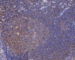 HLA-F Antibody in Immunohistochemistry (Paraffin) (IHC (P))