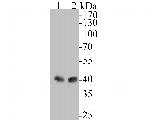 HLA-F Antibody in Western Blot (WB)