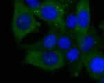 ECM1 Antibody in Immunocytochemistry (ICC/IF)