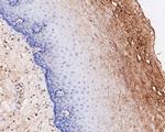 ECM1 Antibody in Immunohistochemistry (Paraffin) (IHC (P))