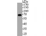 ECM1 Antibody in Western Blot (WB)