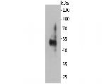 MUM1 Antibody in Western Blot (WB)