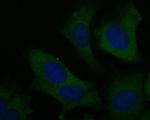 EEF1G Antibody in Immunocytochemistry (ICC/IF)