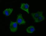 EEF1G Antibody in Immunocytochemistry (ICC/IF)