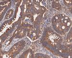 EEF1G Antibody in Immunohistochemistry (Paraffin) (IHC (P))