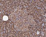 EEF1G Antibody in Immunohistochemistry (Paraffin) (IHC (P))