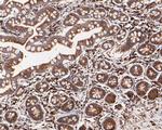 EEF1G Antibody in Immunohistochemistry (Paraffin) (IHC (P))