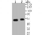 EEF1G Antibody in Western Blot (WB)