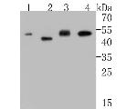 EEF1G Antibody in Western Blot (WB)