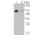 Cytokeratin 20 Antibody in Western Blot (WB)