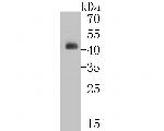 Cytokeratin 20 Antibody in Western Blot (WB)