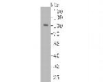 Villin Antibody in Western Blot (WB)