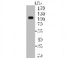 Villin Antibody in Western Blot (WB)