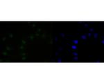 PAX2 Antibody in Immunocytochemistry (ICC/IF)