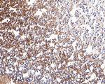 Neurocan Antibody in Immunohistochemistry (Paraffin) (IHC (P))