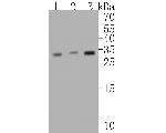 CHMP2B Antibody in Western Blot (WB)