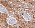 Syntaxin 1 Antibody in Immunohistochemistry (Paraffin) (IHC (P))