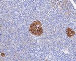 Syntaxin 1 Antibody in Immunohistochemistry (Paraffin) (IHC (P))