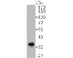 Syntaxin 1 Antibody in Western Blot (WB)