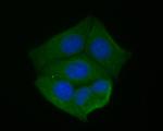 KLC1 Antibody in Immunocytochemistry (ICC/IF)