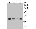 KLC1 Antibody in Western Blot (WB)