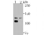 EphB3 Antibody in Western Blot (WB)