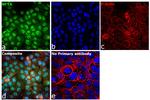 NFYA Antibody in Immunocytochemistry (ICC/IF)