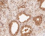 NFYA Antibody in Immunohistochemistry (Paraffin) (IHC (P))