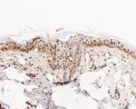 NFYA Antibody in Immunohistochemistry (Paraffin) (IHC (P))