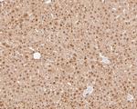 NFYA Antibody in Immunohistochemistry (Paraffin) (IHC (P))