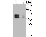 NFYA Antibody in Western Blot (WB)