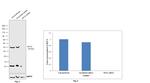 NFYA Antibody in Western Blot (WB)